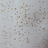 Speckled Egg